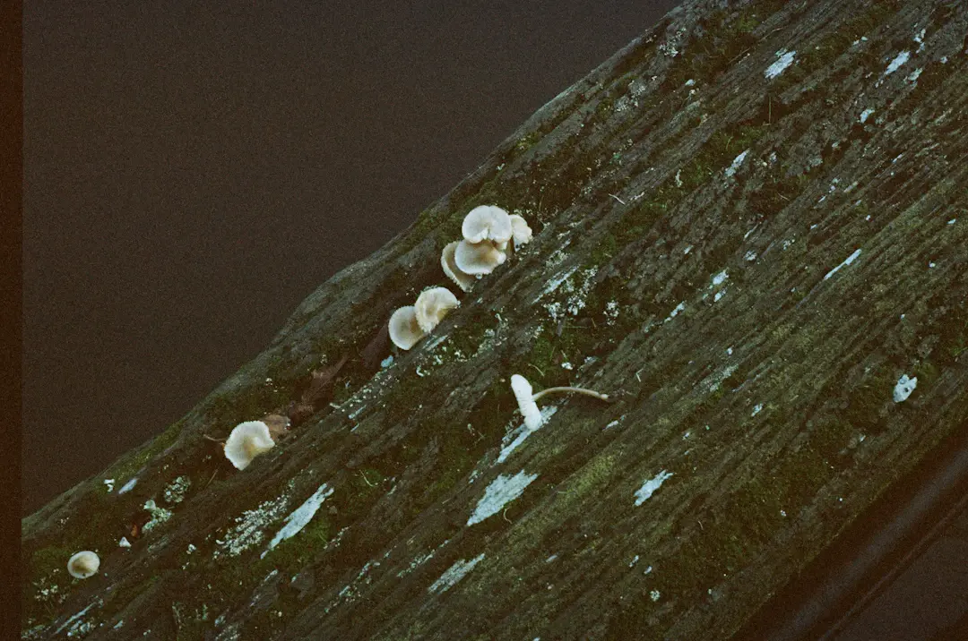 Die besten Tipps: Wie man Nagelpilz erkennt und behandelt